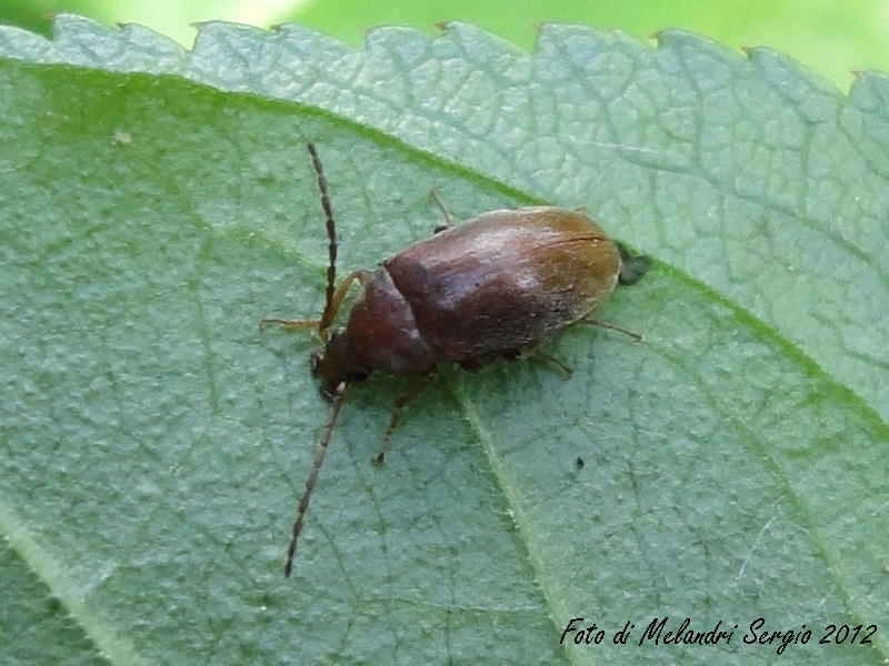 Isomira sp. (Tenebrionidae)